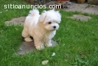 Maltese cachorros  AKC adorables gratis