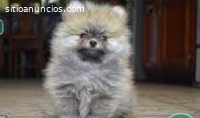 Mascotas Pomerania Excelentes Hermosos