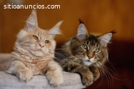 Mis Maine Coon Adorables y Hermosos