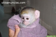 Monos capuchinos bien domesticados dispo