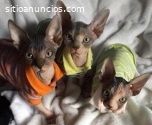 Ofrecemos Raza Gatos Esfinge Lindos