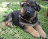 Pastor Alemán Cachorritos Disponible