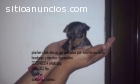 pinchers bolsilleros en venta 3217348554