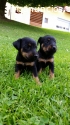 Pinscher Cachorrito Disponible