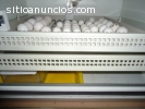Polluelos Loros y huevos para la venta