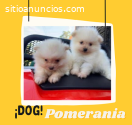 Pomerania Exclentes Hermosos Cachorros