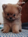 Pomerania Puppy Disponible