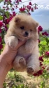 Pomerania Una Linda Raza Hermosa