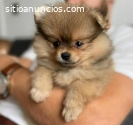 Pomeranian Hermosos Excelentes Precios