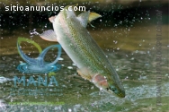 Productividad aumentada en finca con sis