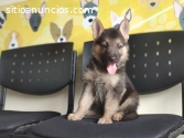 PSTOR ALEMAN EN CACHORRITOS CALI