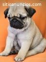 Pug Cachorritos  Disponible