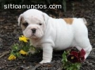 Regalo  ADORABLES CACHORROS BULLDOG INGL