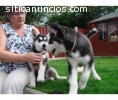 Regalo Husky Siberianos en adopcion Impr