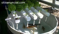 Sácale provecho a tu finca con tilapia