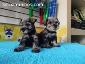 SCHNAUZER  LOS MAS ADORABLES