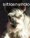 Schnauzer Sal y Pimienta Busca Novia