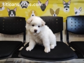 SE FELIZ CON TU NUEVO AMIGUITO SAMOYEDO