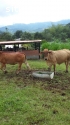 Se vende finca en san carlos  (antioquia