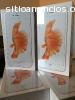 Serie SamAsung LED 9 78 ', el iPhone de