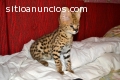 serval exóticos, caracal sabana y gatito