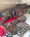 Serval, savannah y caracal en venta.