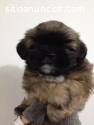 Shih Tzu  Cachorrito Disponible