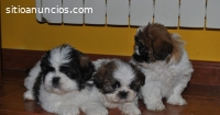 Shih Tzu  Cachorrito Disponible