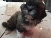 Shih Tzu  Cachorrito Disponible