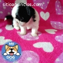 Shih tzu macho miniatura super pequeño