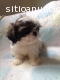 Shih Tzu Machos Miniatura