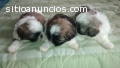 Shih Tzu miniatura hembras