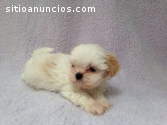 Shih Tzu Miniatura Machos