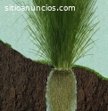 sistema vetiver colombia