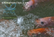 sistemas orgánicos para tilapia