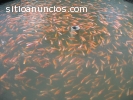 TILAPIAS Y TRUCHAS DE COLOMBIA