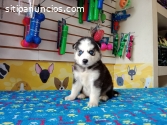 TODO SOBRE LA RAZA HUSKY