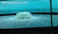 venta de aireadores