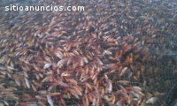 venta de alevinos de cachama