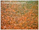 venta de alevinos para piscicolas