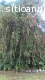 Venta de arboles plantas para jardin