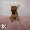 Venta de cachorro chihuahua maho