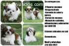 Venta de cachorros shih tzu finos