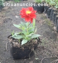 VENTA DE PLANTAS INTERIOR Y EXTERIOR BOG