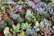 VENTA DE PLANTAS SUCULENTAS DIFERENTES T