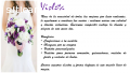 Violeta- Casa de modas