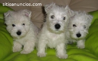 West  Higland White Terrier Cachorritos