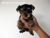 Yorkshire Terrier Disponibles