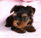 Yorkshire Terrier Miniatura Disponibles