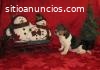 ALEX - CACHORRO BEAGLE EN VENTA